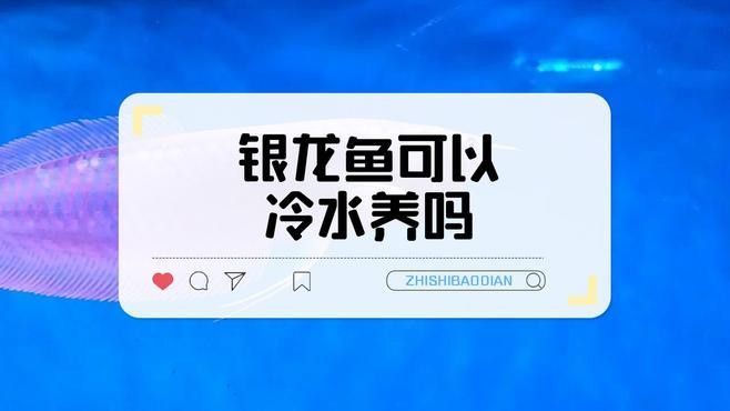 哪些龍魚品種可以冷水飼養？（龍魚品種及飼養建議：青龍魚（綠龍魚）可適應較低水溫的龍魚品種）