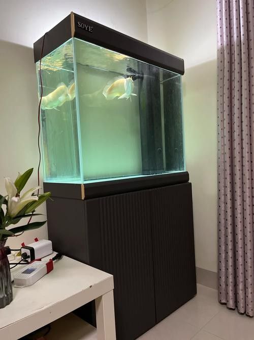 金頭龍魚缸需要多大的功率（金頭龍魚缸功率需求主要取決于水體體積和設備配置）