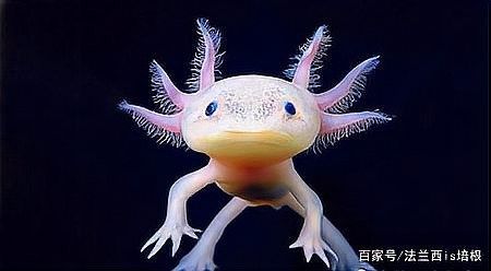 如何判斷六角龍魚是否健康？（水霉病/敗血癥：皮膚發霉、血泡或大面積潰爛） 如何判斷六角龍魚是否健康？（水霉病/敗血癥：皮膚發霉、血泡或大面積潰爛） 龍魚百科 第5張