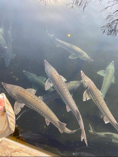 晴隆哪個水族館龍魚好？祥龍魚場龍魚（晴隆縣祥龍魚場的龍魚品種包括紅龍魚、金龍魚等亞洲龍魚等） 晴隆哪個水族館龍魚好？祥龍魚場龍魚（晴隆縣祥龍魚場的龍魚品種包括紅龍魚、金龍魚等亞洲龍魚等） 龍魚百科 第8張
