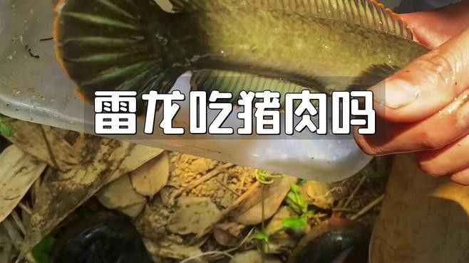 如何判斷虎斑雷龍是否吃飽？（判斷虎斑雷龍是否吃飽）