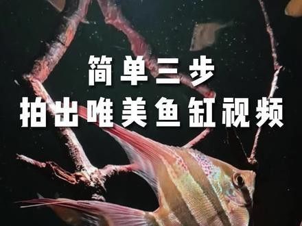 如何拍攝龍魚拜神視頻？（拍攝龍魚拜神視頻需要結(jié)合專業(yè)攝影技巧與傳統(tǒng)儀式感）