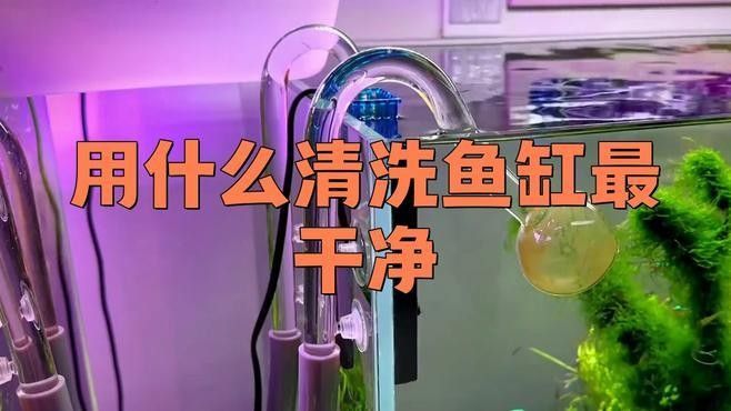龍魚魚缸清洗時(shí)需要注意什么（洗魚缸最忌三種東西）