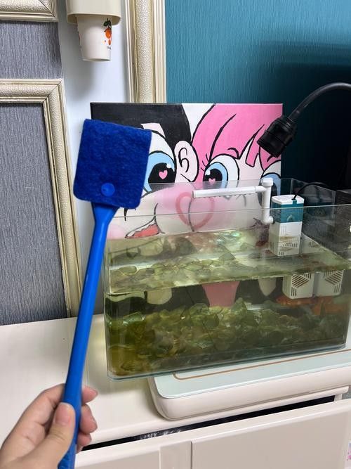 龍魚魚缸清洗時(shí)需要注意什么（洗魚缸最忌三種東西）