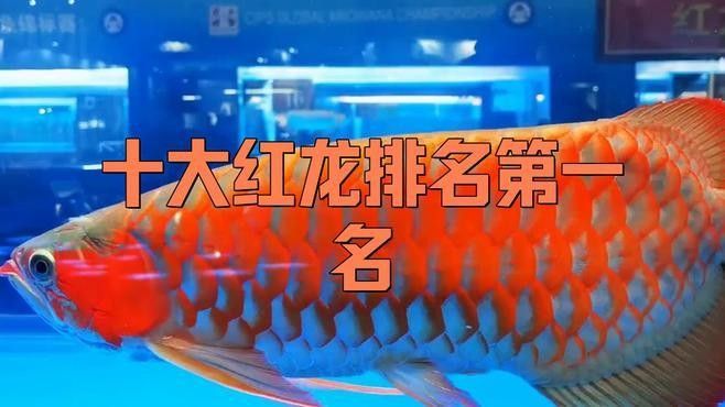 紅龍魚哪個品種最貴？（揭秘世界上最貴的魚，一條的價值500多萬元）