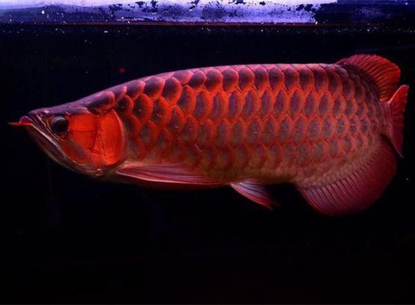 紅龍魚哪個品種最貴？（揭秘世界上最貴的魚，一條的價值500多萬元）