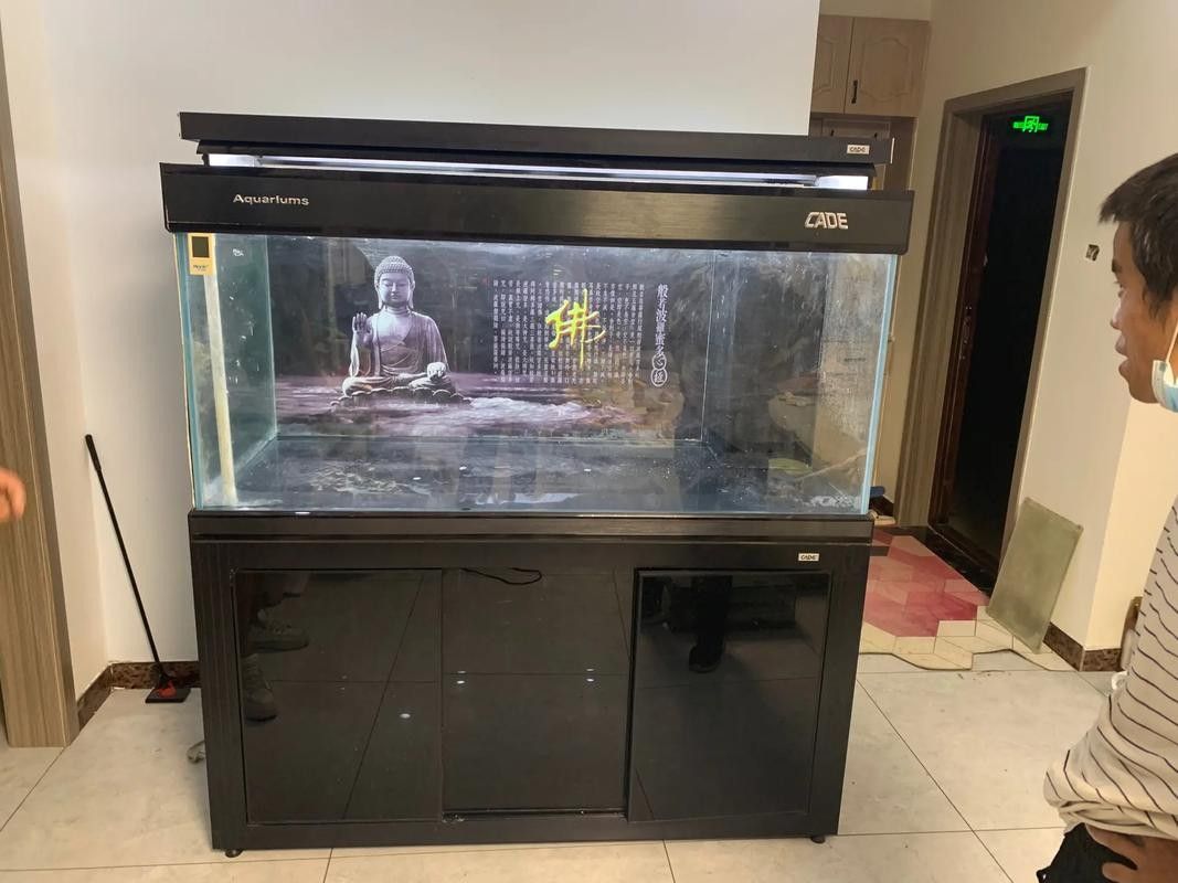 彩蝶埃及缸養龍魚需要多大的缸（彩蝶埃及缸養龍魚時）