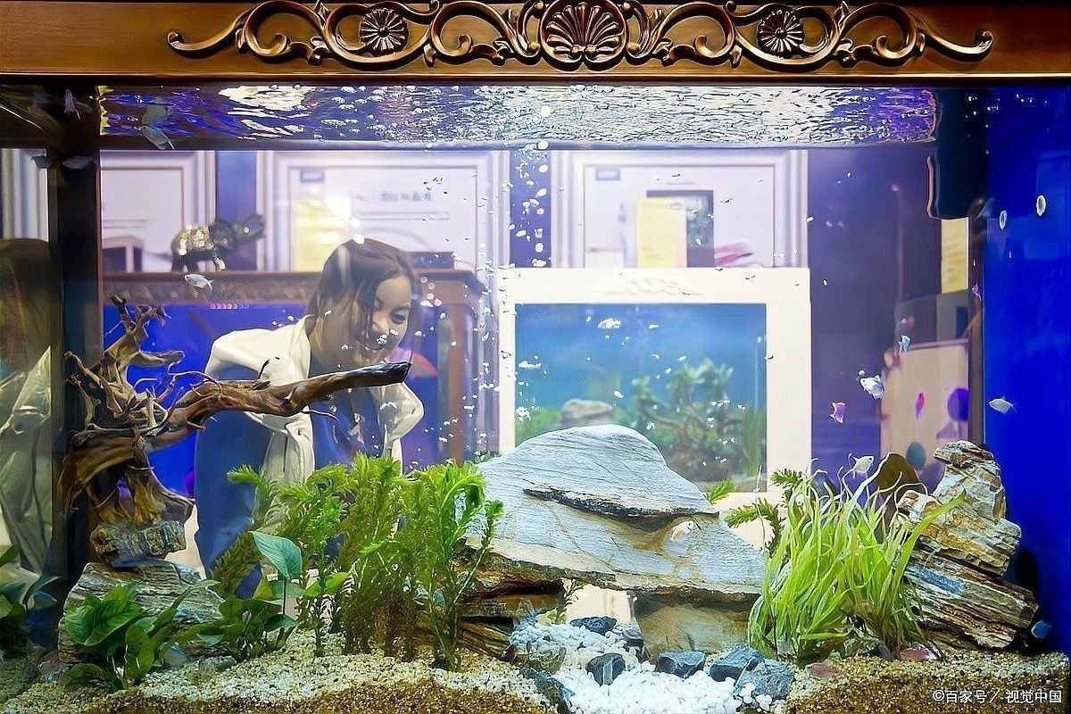 彩蝶埃及缸養龍魚需要多大的缸（彩蝶埃及缸養龍魚時）