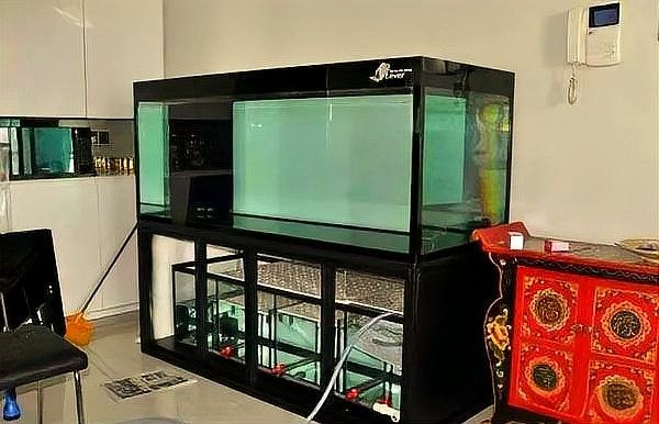 彩蝶埃及缸養龍魚需要多大的缸（彩蝶埃及缸養龍魚時）