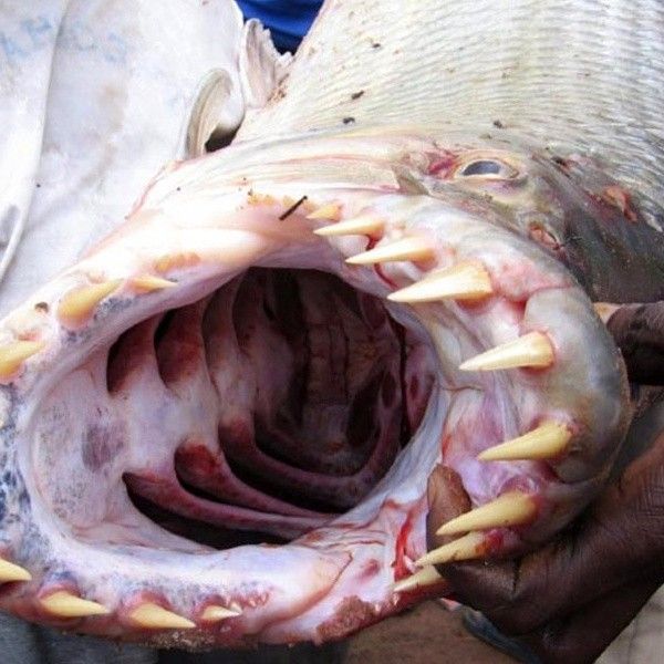 龍魚和虎魚打架會致命嗎？（龍魚與虎魚混養時存在較高風險但致命性取決于具體條件和干預措施）