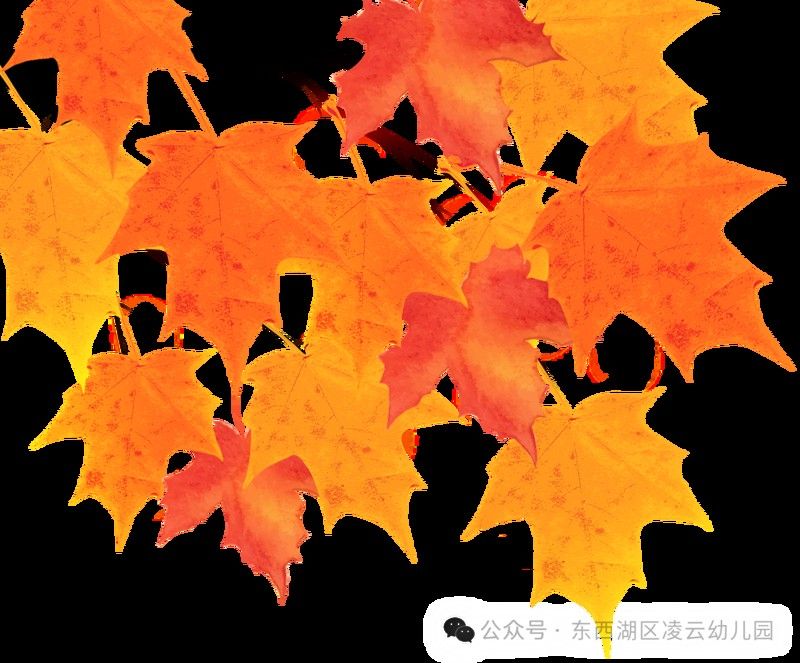 金龍魚體驗館有哪些互動活動（金龍魚體驗館的互動活動豐富多樣科普教育與親子實踐）