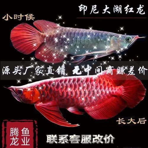 大湖紅龍和橘紅龍的價格差異大嗎（大湖紅龍和橘紅龍的價格差異顯著） 大湖紅龍和橘紅龍的價格差異大嗎（大湖紅龍和橘紅龍的價格差異顯著） 龍魚百科 第7張