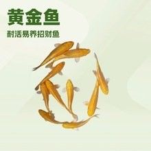 廣州龍魚批發市場有哪些知名的商家（廣州最大花鳥魚蟲市場在哪觀賞魚價格如此便宜）