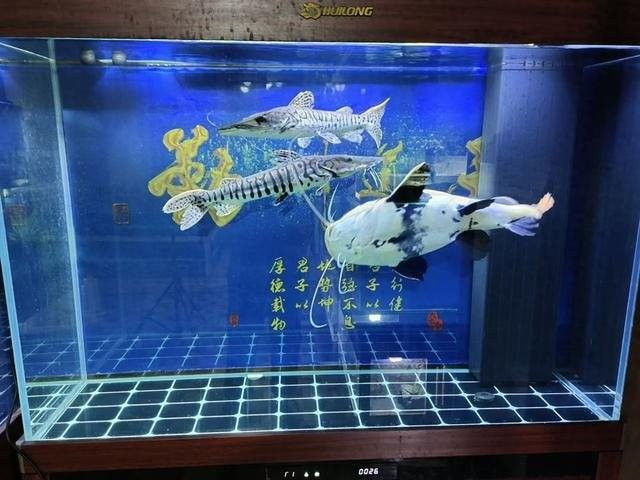 換缸對古典過背金龍有多大影響（換缸對古典過背金龍有影響嗎？）