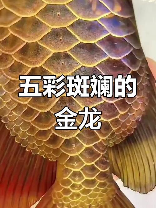 金龍魚增色需要多長時間見效（金龍魚養多久才上色）