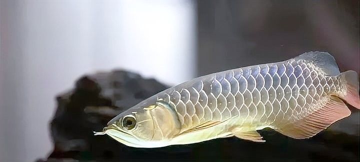 金龍魚增色需要多長時間見效（金龍魚養多久才上色）