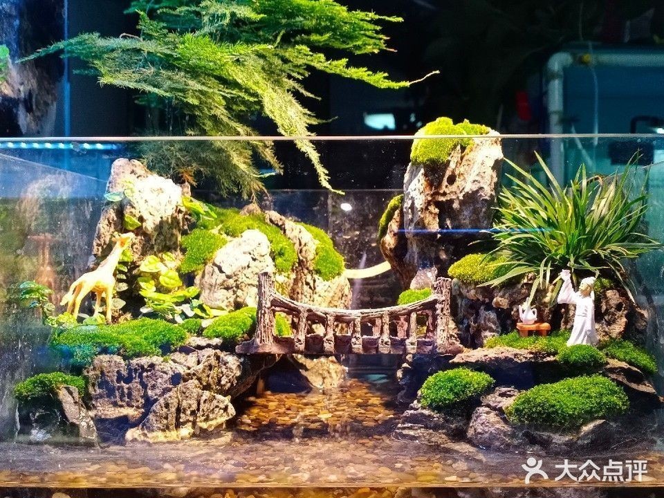 中原哪個(gè)水族館龍魚好？祥龍魚場龍魚（中原區(qū)水族館、龍魚養(yǎng)殖場）