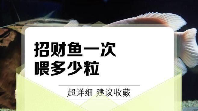 招財(cái)貓魚多久喂一次？（招財(cái)貓魚幾天喂一次3大關(guān)鍵+實(shí)操技巧）