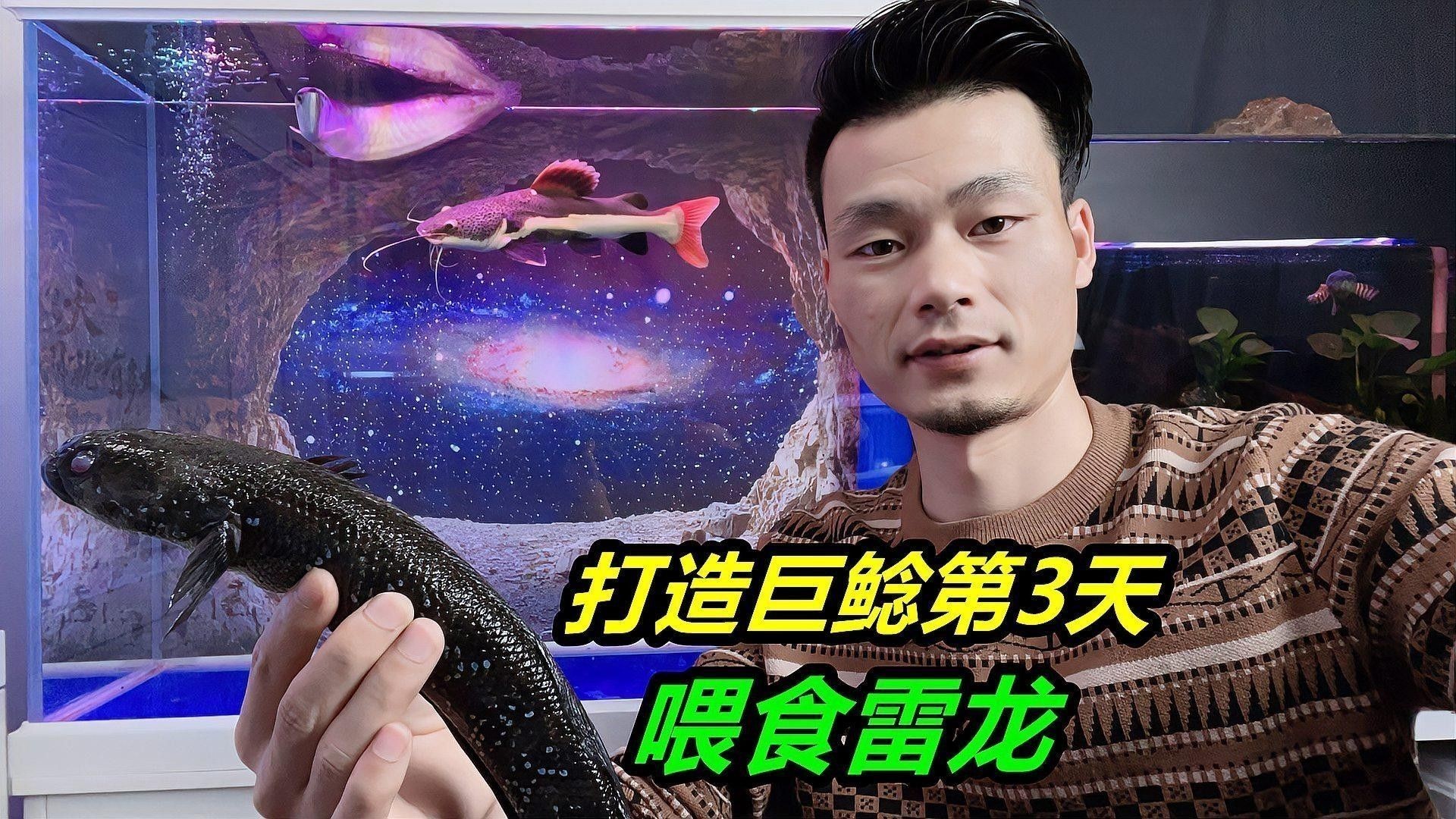 招財(cái)貓魚多久喂一次？（招財(cái)貓魚幾天喂一次3大關(guān)鍵+實(shí)操技巧）