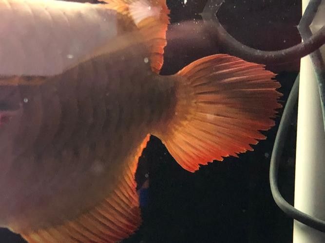 給我一些紅龍魚尾鰭腐爛的圖片示例（關于紅龍魚尾鰭腐爛的圖片示例及相關信息及相關信息）