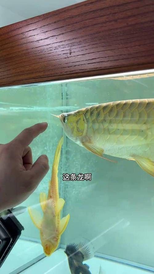 給我一些紅龍魚尾鰭腐爛的圖片示例（關于紅龍魚尾鰭腐爛的圖片示例及相關信息及相關信息）