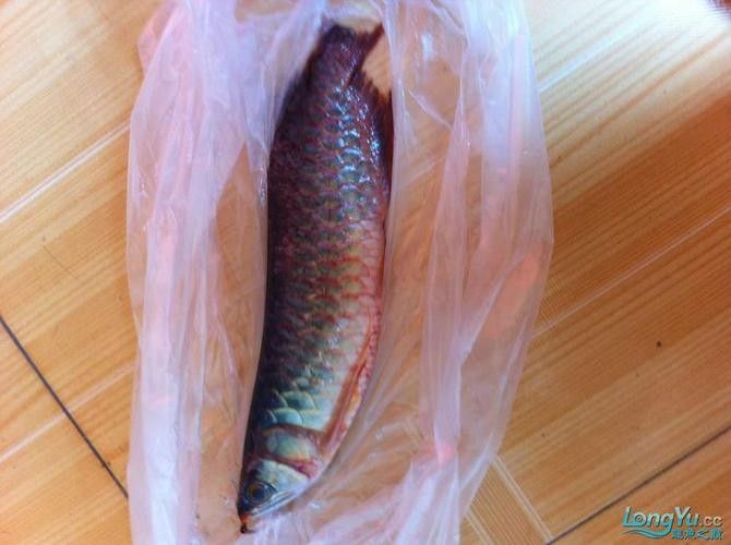 給我一些紅龍魚尾鰭腐爛的圖片示例（關于紅龍魚尾鰭腐爛的圖片示例及相關信息及相關信息）