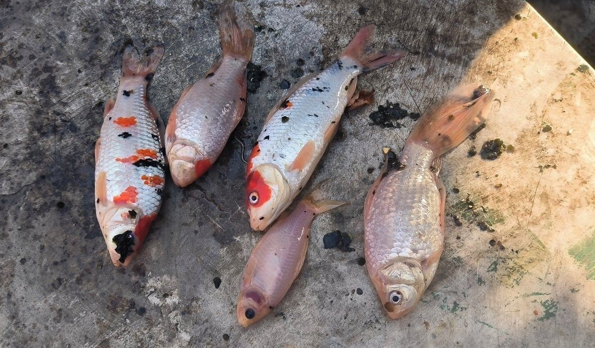 給我一些紅龍魚尾鰭腐爛的圖片示例（關于紅龍魚尾鰭腐爛的圖片示例及相關信息及相關信息）