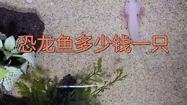 哪種恐龍魚的價格最親民（什么樣的恐龍魚才算是比較好）