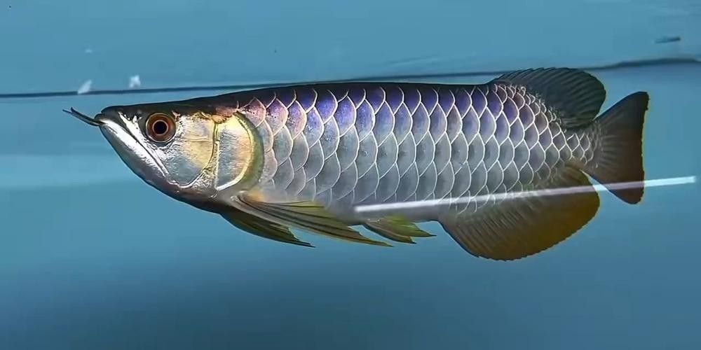 沙洋哪個(gè)水族館龍魚好？祥龍魚場(chǎng)龍魚（沙洋縣祥龍魚場(chǎng)品牌影響力和分布情況分析祥龍魚場(chǎng)品牌詳情）