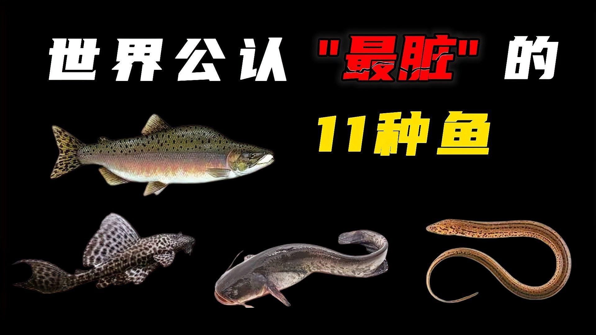 飛鳳魚和黃金大帆魚能混養(yǎng)嗎：飛鳳魚和黃金大帆魚哪個更適合新手飛鳳魚和黃金大帆魚