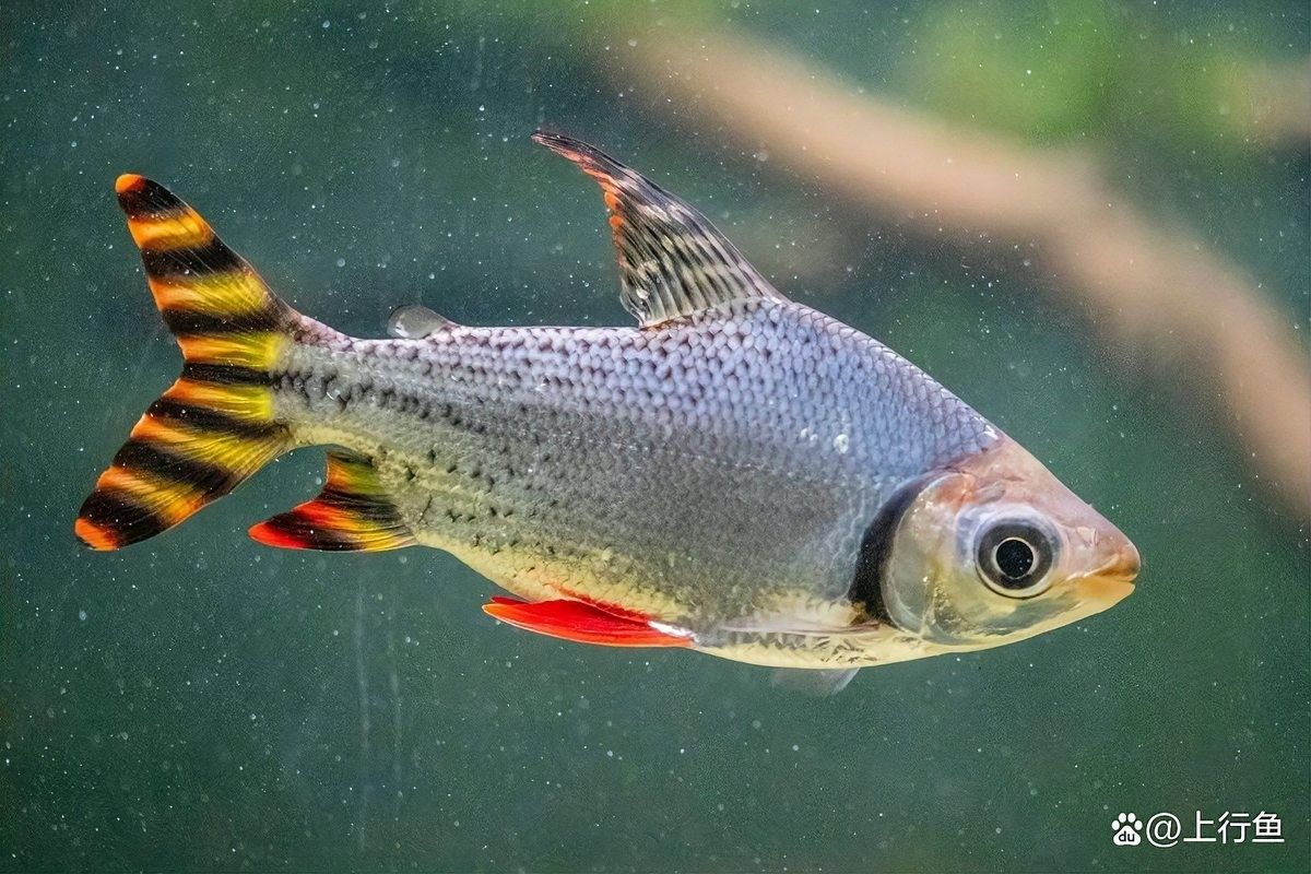 飛鳳魚和黃金大帆魚能混養(yǎng)嗎：飛鳳魚和黃金大帆魚哪個更適合新手飛鳳魚和黃金大帆魚