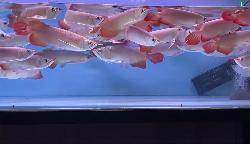 科右中旗的水族館及祥龍魚場龍魚情況綜合現(xiàn)有信息分析：關(guān)于科右中旗的水族館及祥龍魚場龍魚情況綜合現(xiàn)有信息分析