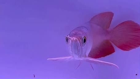 科右中旗的水族館及祥龍魚場龍魚情況綜合現(xiàn)有信息分析：關(guān)于科右中旗的水族館及祥龍魚場龍魚情況綜合現(xiàn)有信息分析