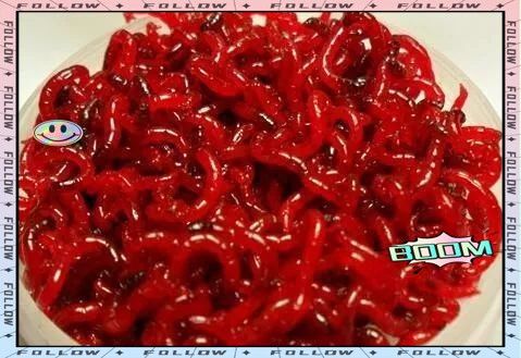 野生紅蟲使用風險及安全處理指南