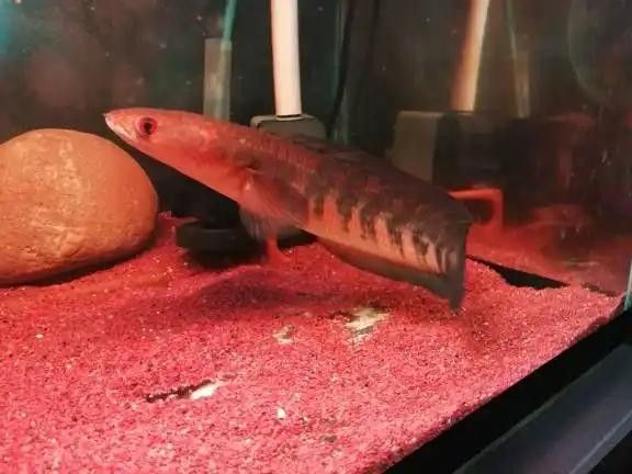 魚缸垃圾掃地機的紅帝王黑魔神雷龍魚爆梅花需要多長時間：紅帝王黑魔神雷龍