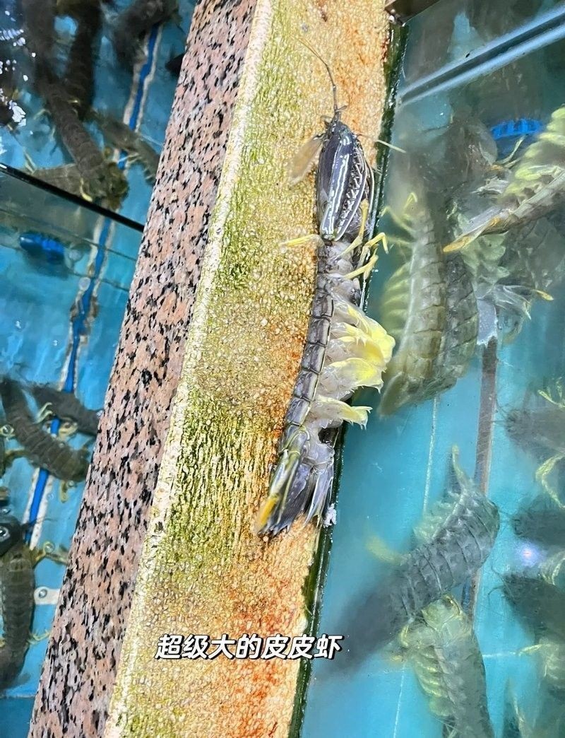 黃沙海鮮市場購物攻略：廣州黃沙市場購物攻略