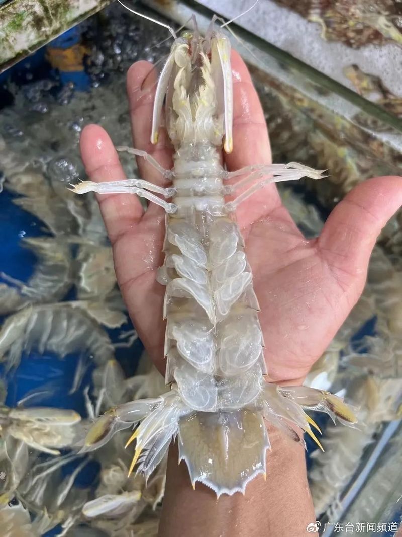 黃沙海鮮市場購物攻略：廣州黃沙市場購物攻略