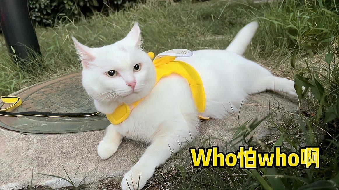 貓狗沖突可分為三個等級，需根據情況采取不同措施采取不同措施：貓狗一起養會打架嗎