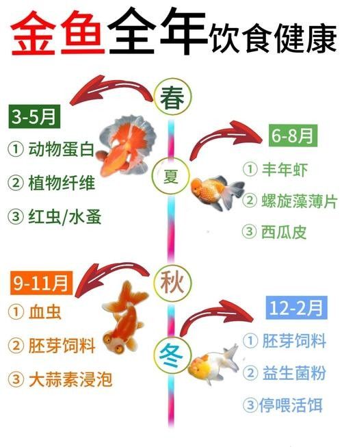 金龍魚飼養(yǎng)指南：金龍魚喂什么最好