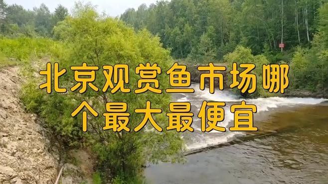 北京觀賞魚市場哪個最大最便宜：北京水族市場 北京觀賞魚市場哪個最大最便宜：北京水族市場 龍魚百科 第5張