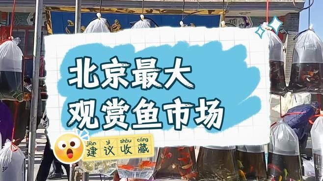 北京觀賞魚市場哪個最大最便宜：北京水族市場 北京觀賞魚市場哪個最大最便宜：北京水族市場 龍魚百科 第6張