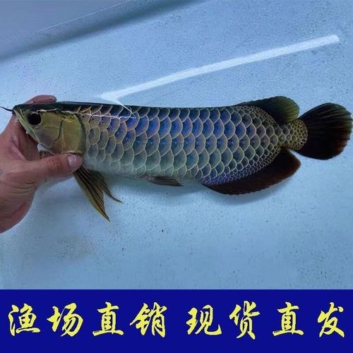 金龍魚的飼養技巧：藍色金龍魚的生長速度受飼養條件、營養供給和魚缸環境等因素影響