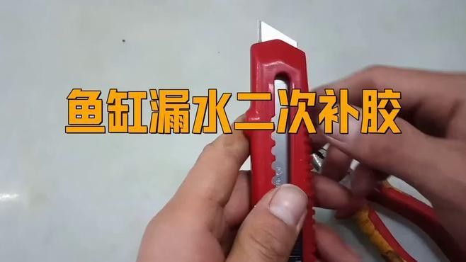魚缸漏水怎么補救：金九龍魚缸漏水二次補膠曠野營地指南魚缸漏水修復全攻略 魚缸漏水怎么補救：金九龍魚缸漏水二次補膠曠野營地指南魚缸漏水修復全攻略 龍魚百科 第1張