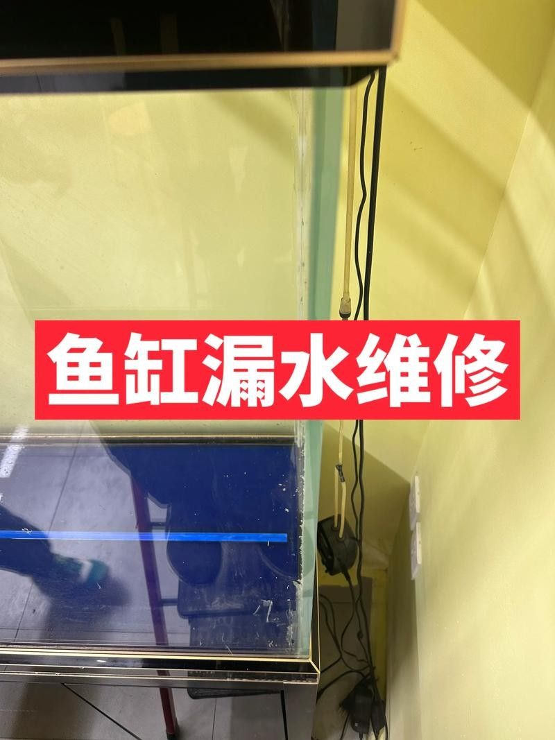 魚缸漏水怎么補救：金九龍魚缸漏水二次補膠曠野營地指南魚缸漏水修復全攻略 魚缸漏水怎么補救：金九龍魚缸漏水二次補膠曠野營地指南魚缸漏水修復全攻略 龍魚百科 第7張