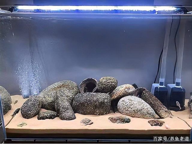 魚缸漏水怎么補救：金九龍魚缸漏水二次補膠曠野營地指南魚缸漏水修復全攻略 魚缸漏水怎么補救：金九龍魚缸漏水二次補膠曠野營地指南魚缸漏水修復全攻略 龍魚百科 第12張