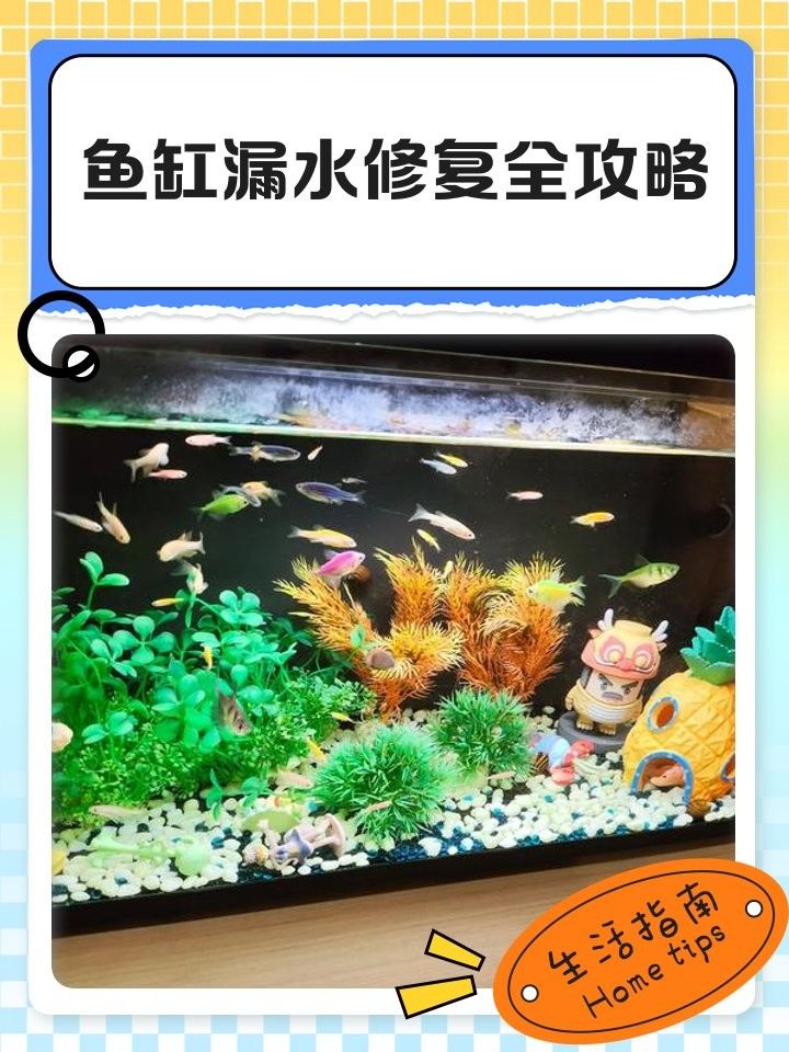 魚缸漏水怎么補救：金九龍魚缸漏水二次補膠曠野營地指南魚缸漏水修復全攻略 魚缸漏水怎么補救：金九龍魚缸漏水二次補膠曠野營地指南魚缸漏水修復全攻略 龍魚百科 第13張