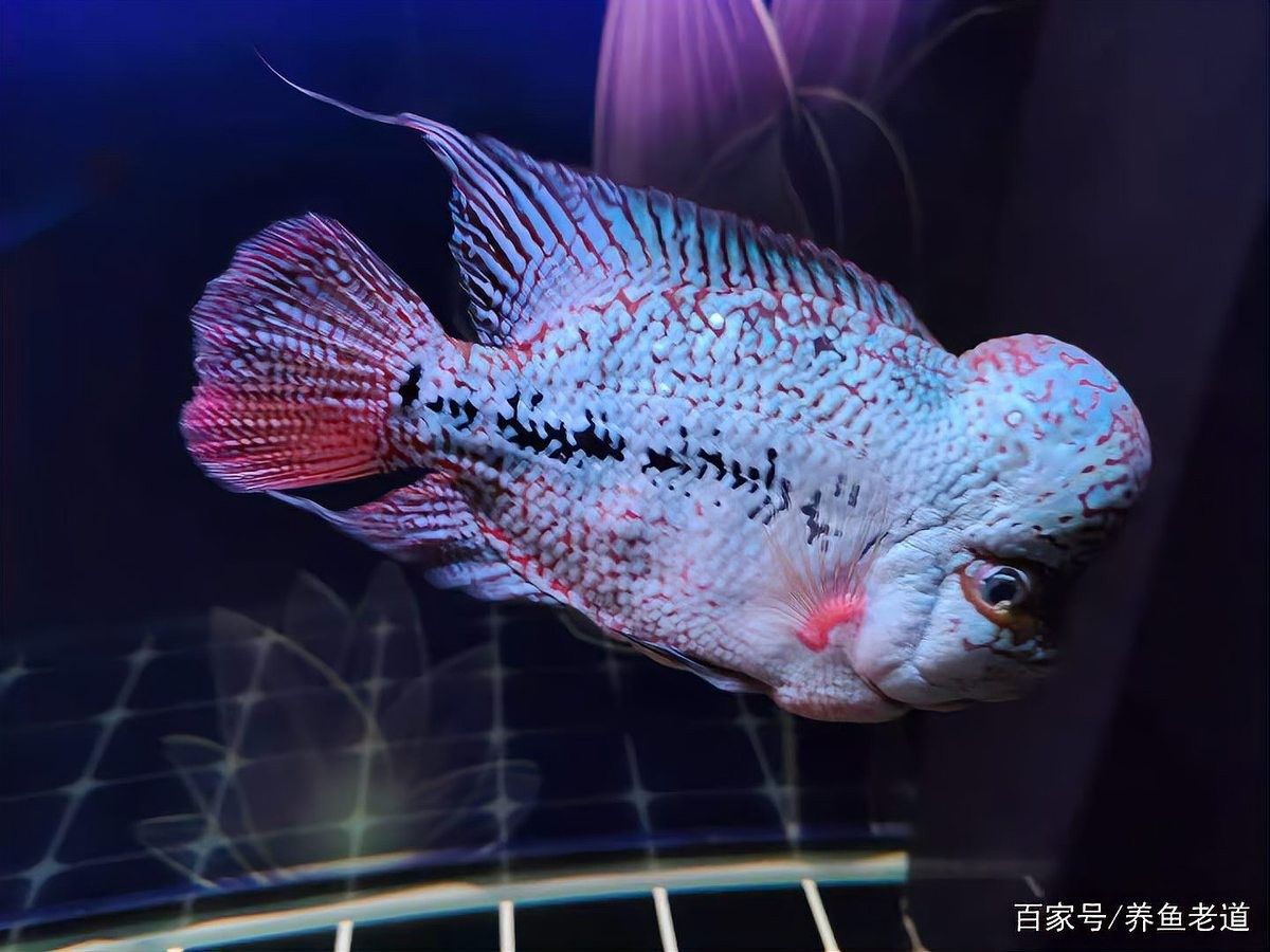 魚缸漏水怎么補救：金九龍魚缸漏水二次補膠曠野營地指南魚缸漏水修復全攻略 魚缸漏水怎么補救：金九龍魚缸漏水二次補膠曠野營地指南魚缸漏水修復全攻略 龍魚百科 第11張
