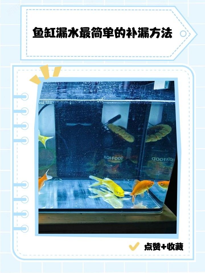魚缸漏水怎么補救：金九龍魚缸漏水二次補膠曠野營地指南魚缸漏水修復全攻略 魚缸漏水怎么補救：金九龍魚缸漏水二次補膠曠野營地指南魚缸漏水修復全攻略 龍魚百科 第10張