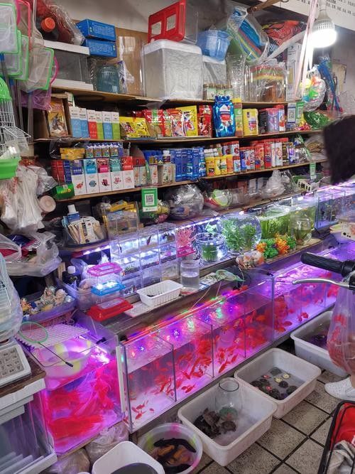 沈陽金龍魚批發市場行名錄集團總部-聯系方式：沈陽新民前當堡鮮魚批發市場