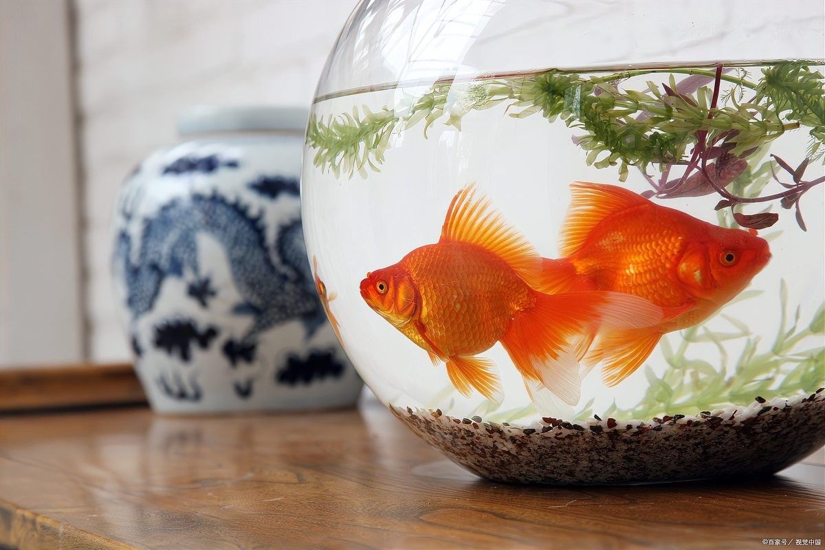 龍魚缸濾材的清洗頻率需根據濾材類型和水質情況綜合判斷：龍魚缸濾材清洗頻率大揭秘